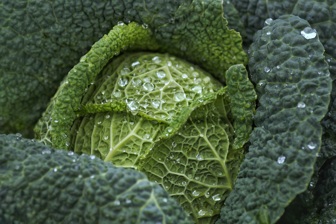 savoy-cabbage-7102903-1280.jpg