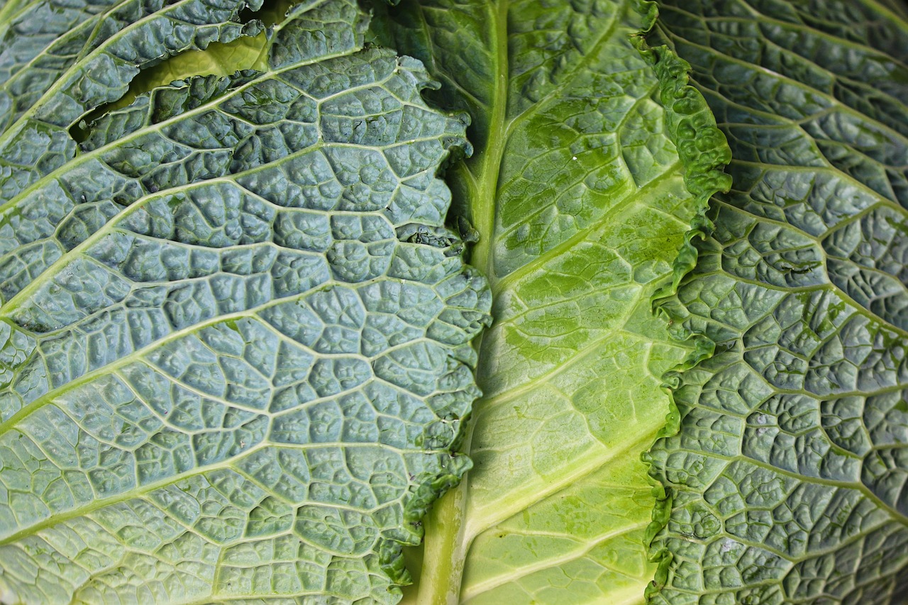 savoy-cabbage-7489978-1280.jpg