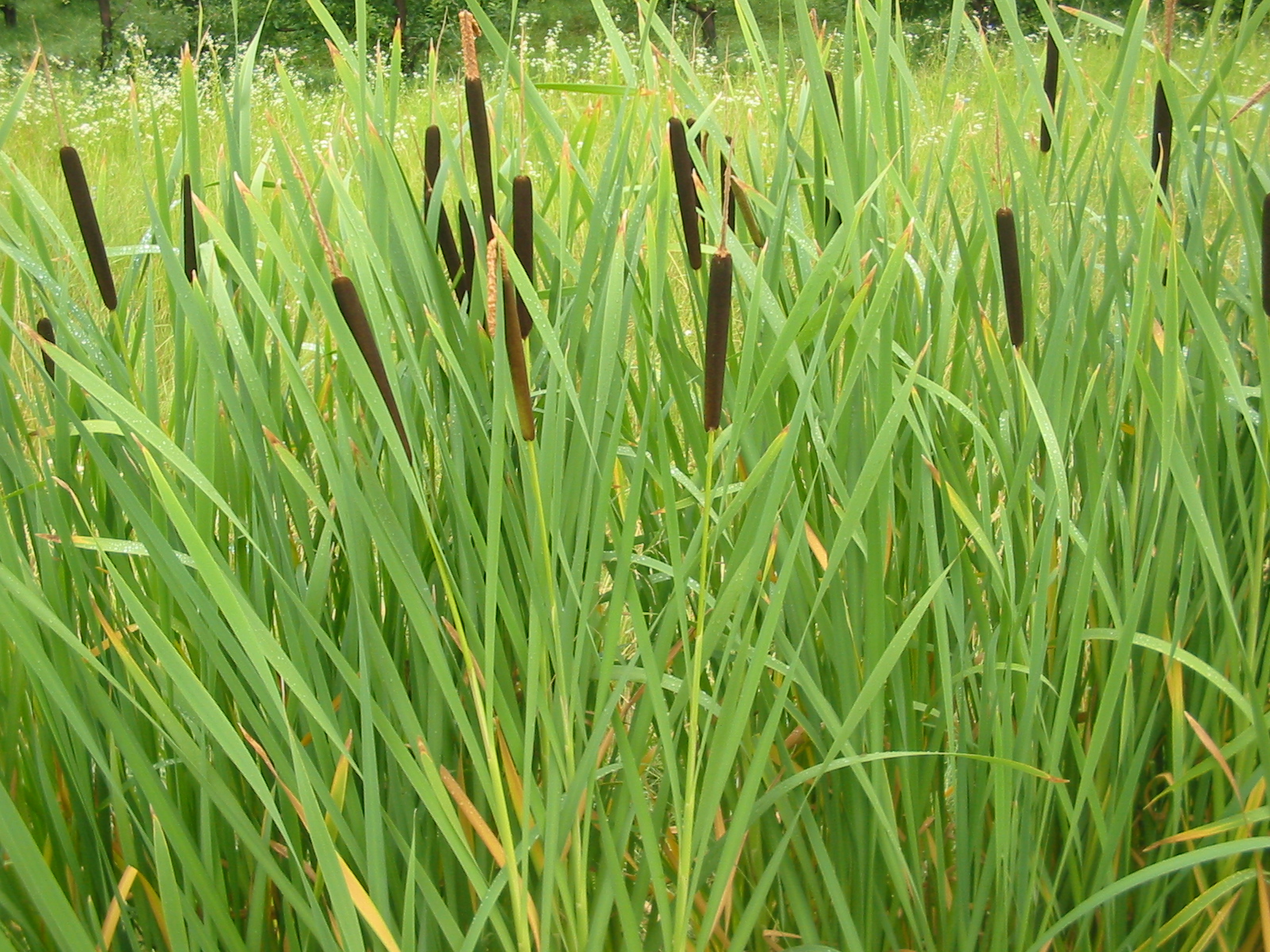 typha-latifolia-02-bgiu.jpg