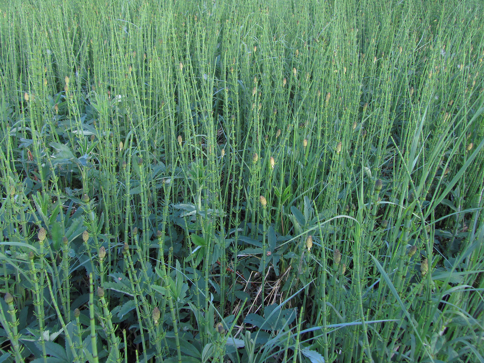 equisetum-fluviatile-oulu-finland-01-06-2013.jpg