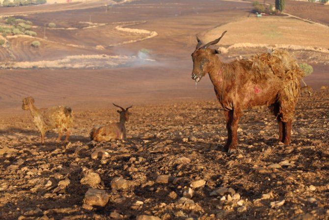 diyarbakir-mardin-yangin.jpg