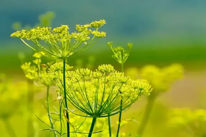 fennel-yellow-flowers-3564229-1024x682.webp