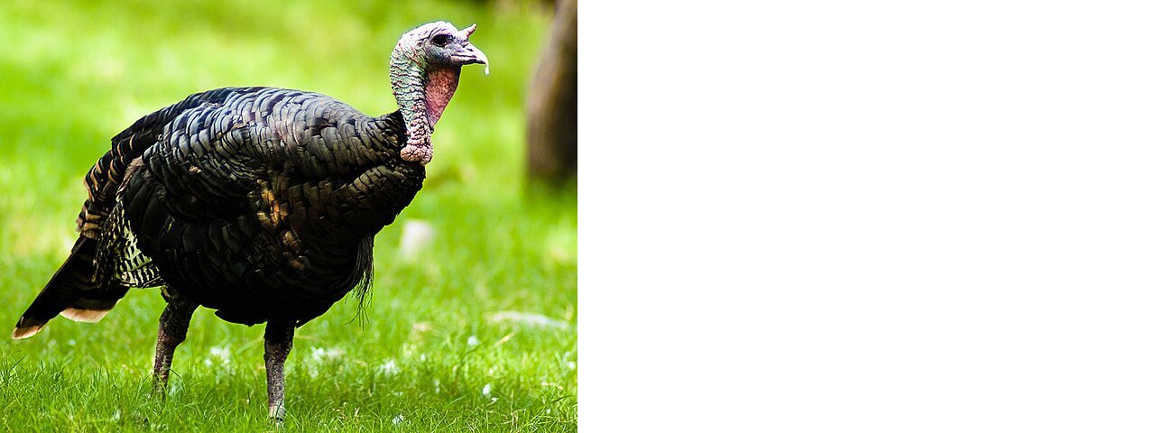 wild-turkey.jpg